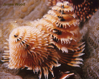 Golden Christmas Tree Worm