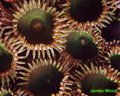 Green Anemone