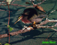 Green Backed Heron