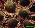 Colonial Anemonies