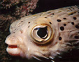Puffer Image