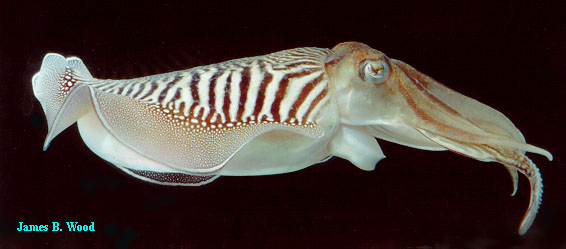 Cuttlefish