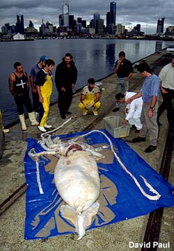 Architeuthis - the Giant squid