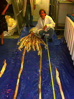 Carl Bobrow's photograph of a Giant squid