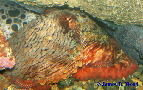 Giant Pacific Octopus
