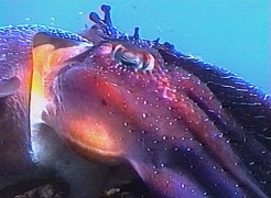 Sepioloidea lineolata