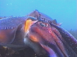 Giant cuttlefish