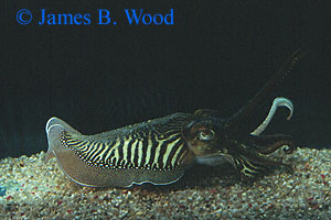 Adult cuttlefish, Sepia officinalis