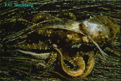 Octopus bimaculoides