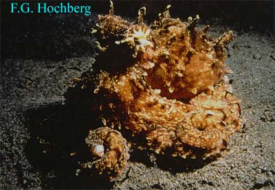 Octopus rubescens