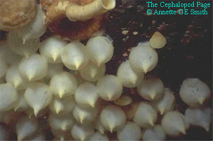 Rossia pacifica eggs