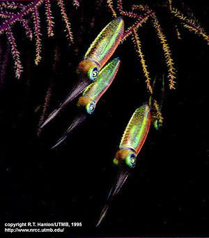 Sepiateuthis sepioidea