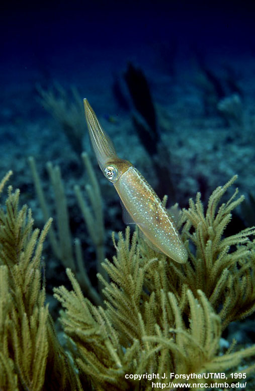 Sepioteuthis sepioidea