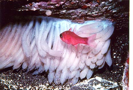 Loligo vulgaris eggs