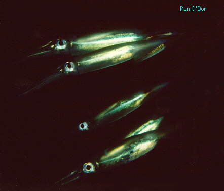 Illex illecebrosus, Short-finned squid