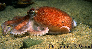 Bathypolypus arcticus