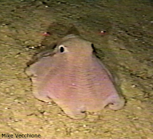 Opisthoteuthis agassizii