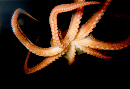 Octopus rubescens