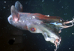 Vampyroteuthis infernalis